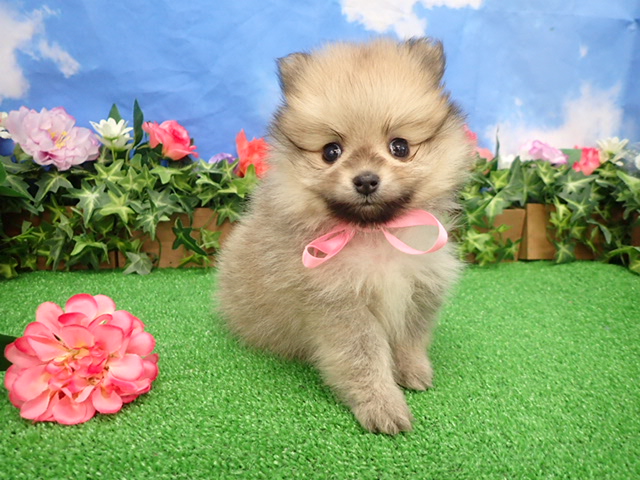 赤ちゃん写真3-1