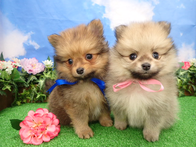 赤ちゃん写真3-3