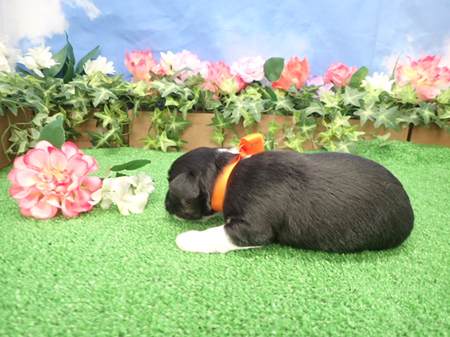 赤ちゃん写真2-2