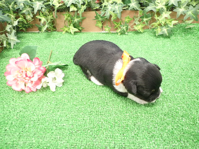赤ちゃん写真2-3