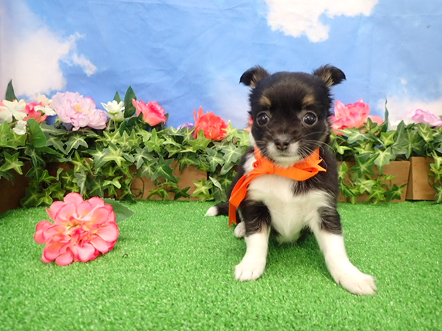 チワワ（ロングコート）