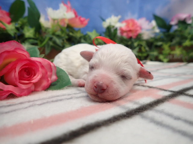 赤ちゃん写真1-1