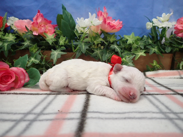 赤ちゃん写真1-2