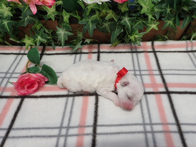 赤ちゃん写真1-3