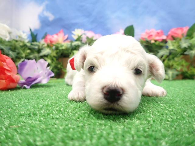 赤ちゃん写真2-1