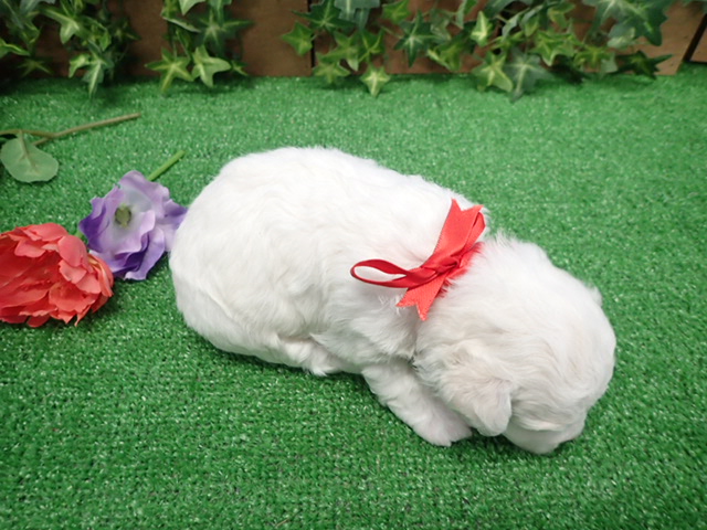 赤ちゃん写真2-3