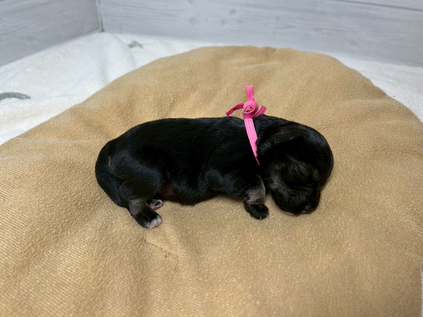 赤ちゃん写真1-2