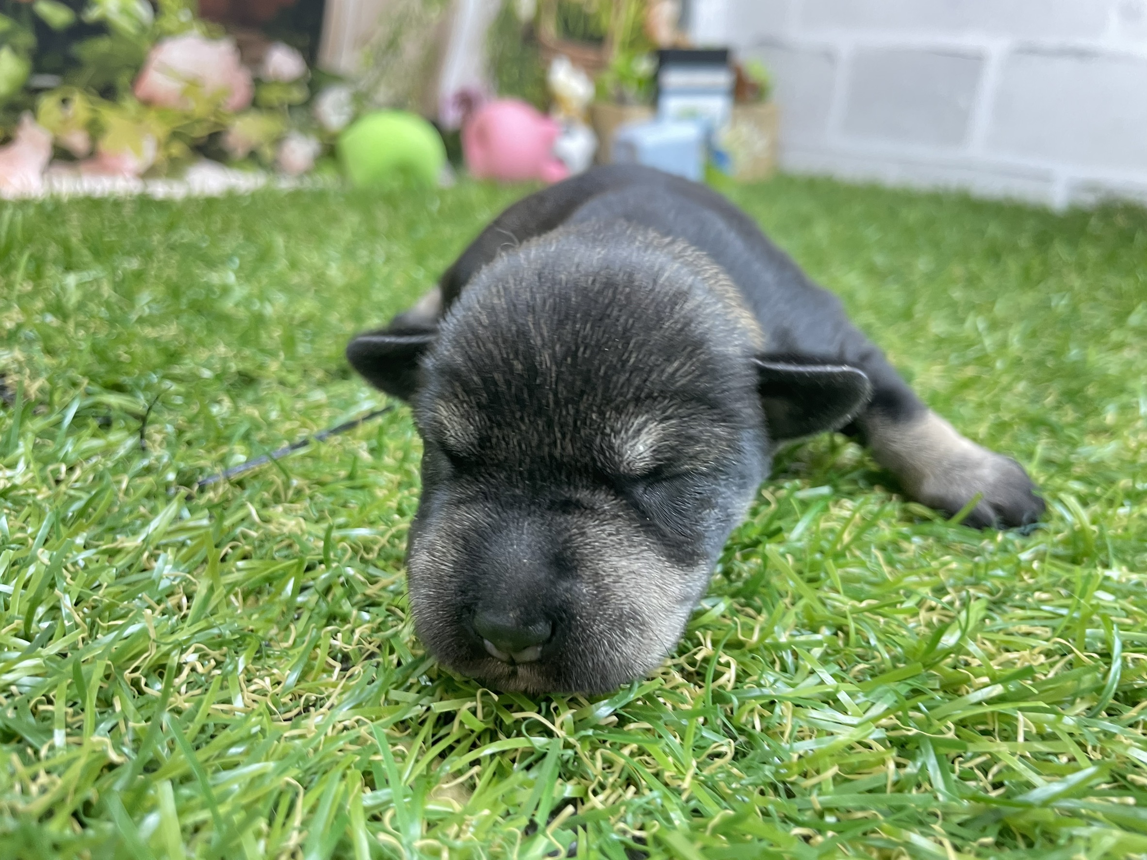 赤ちゃん写真1-1