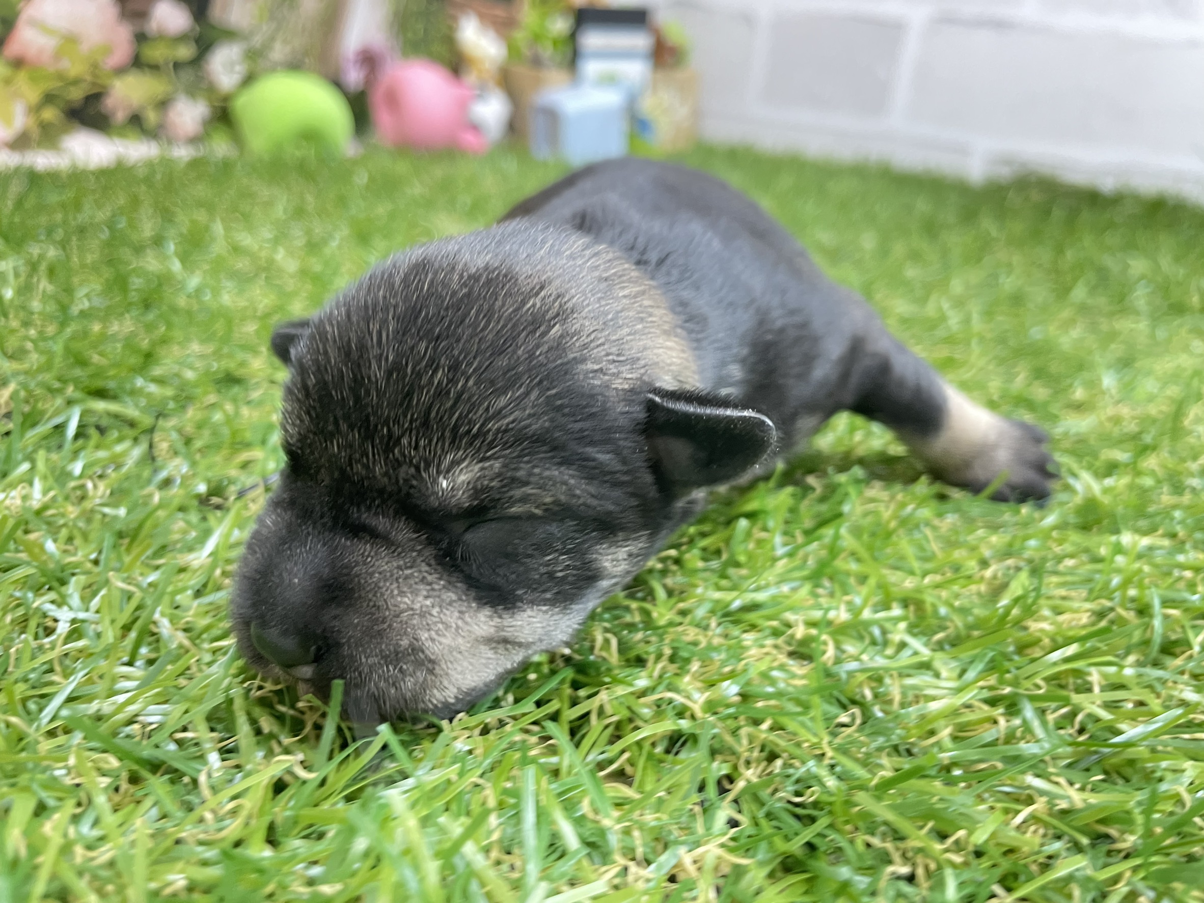 赤ちゃん写真1-2