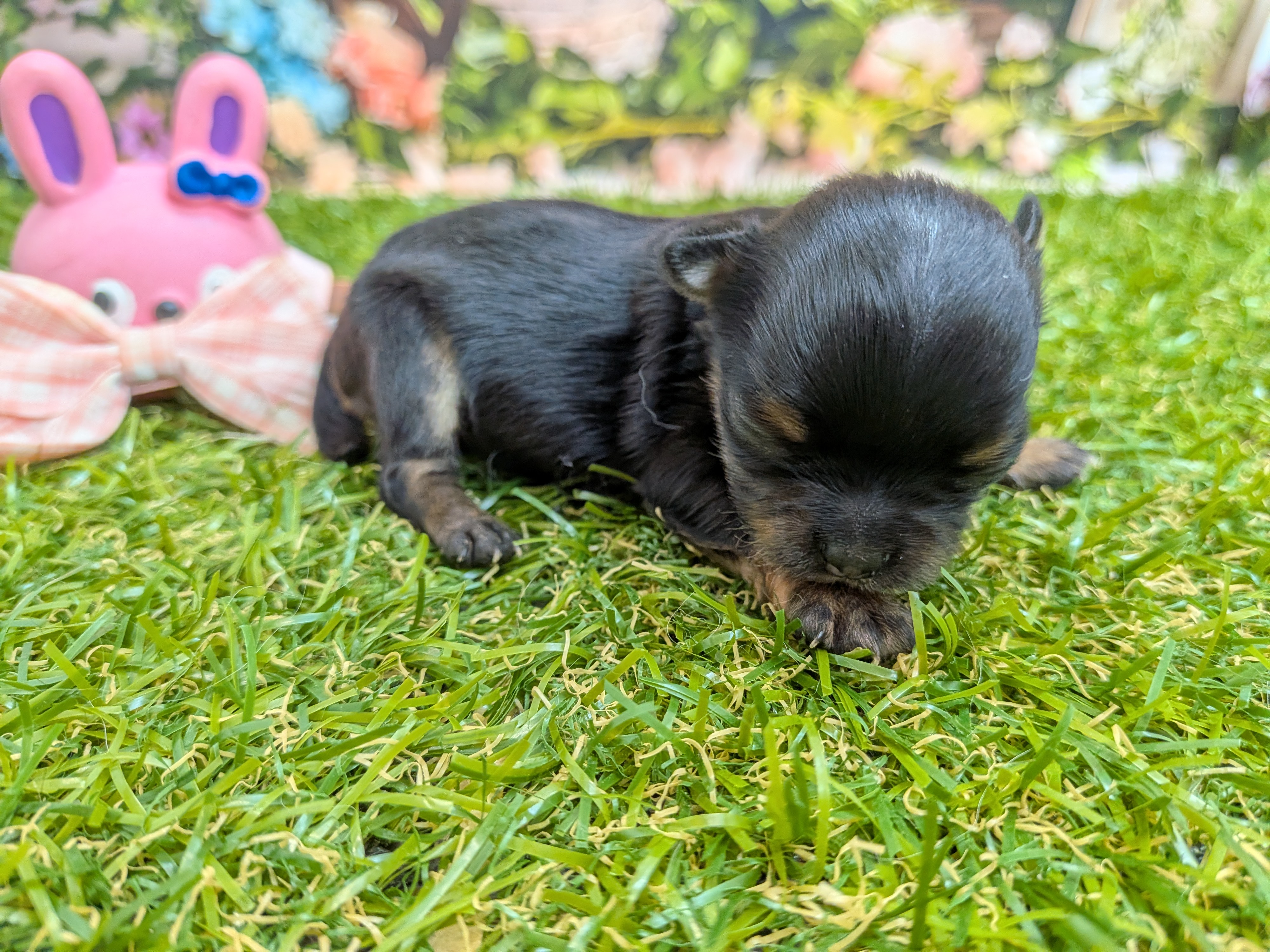 赤ちゃん写真1-2