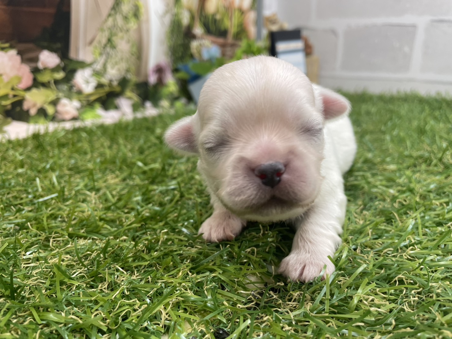 赤ちゃん写真1-1