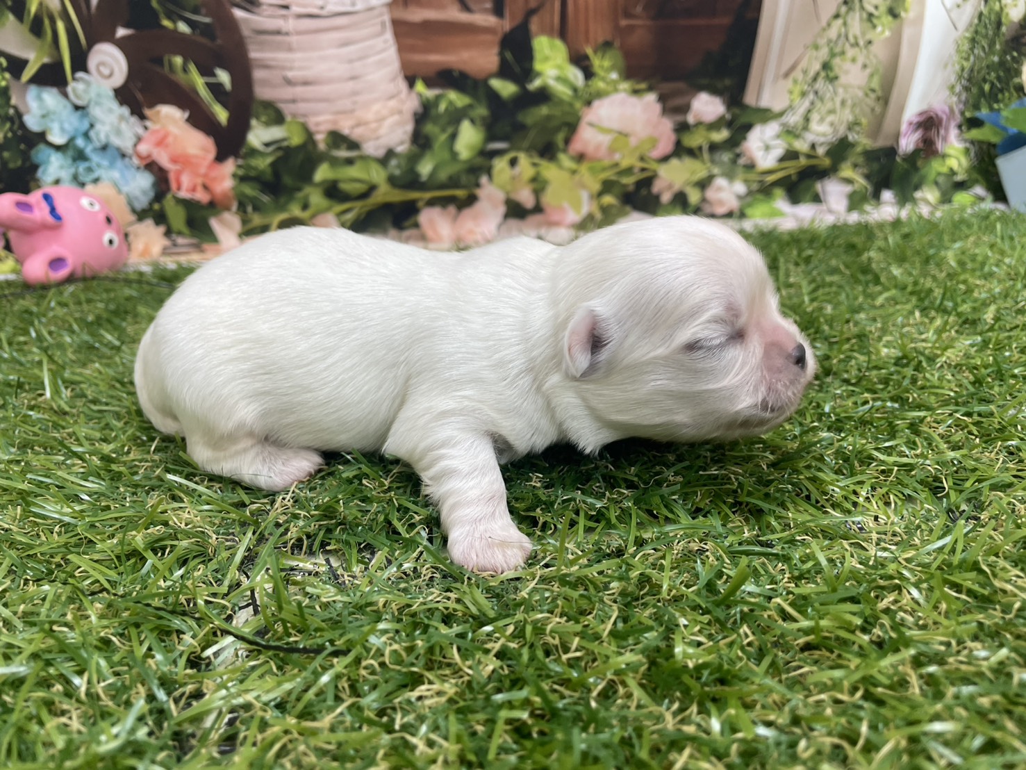 赤ちゃん写真1-2