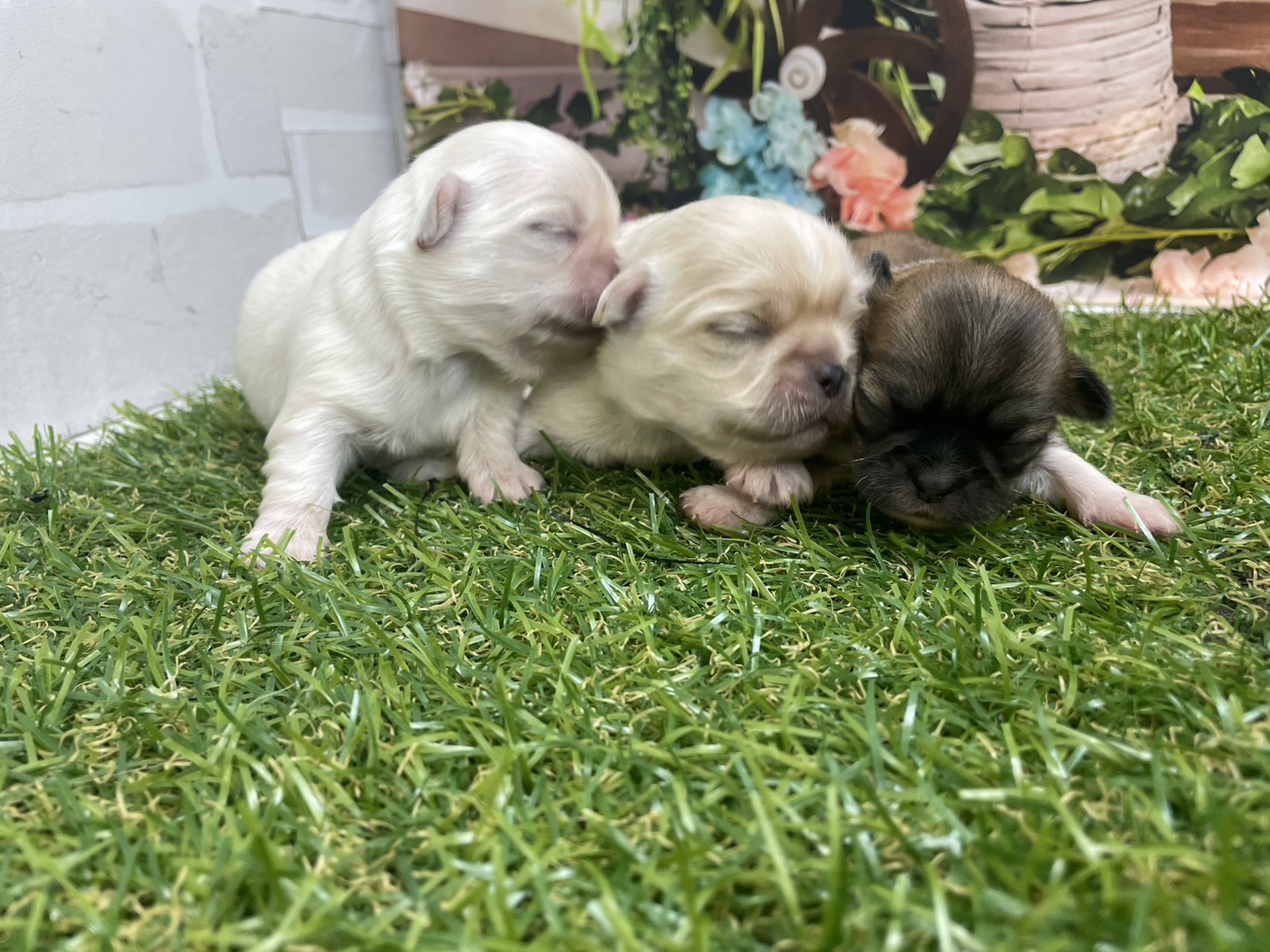 赤ちゃん写真1-3