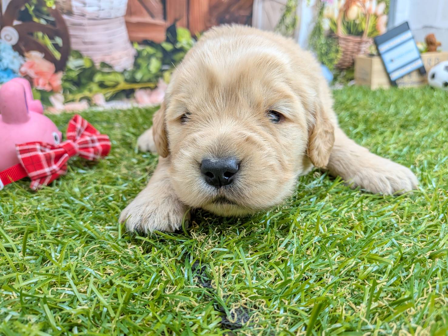 ゴールデン・レトリバー