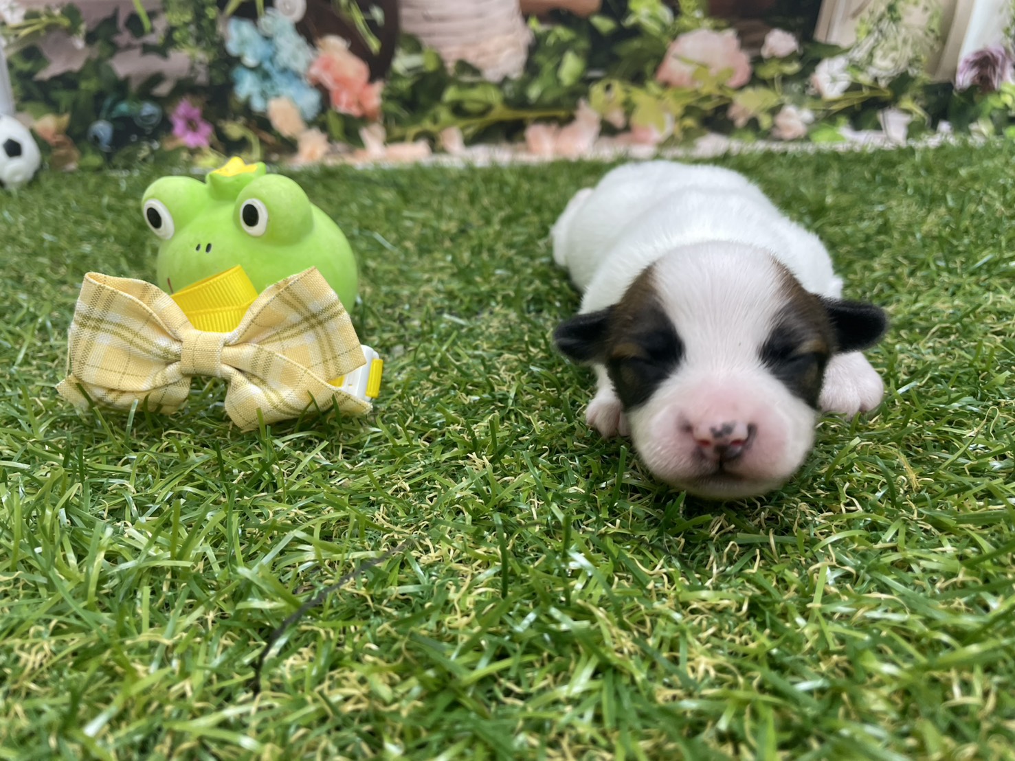 赤ちゃん写真1-1