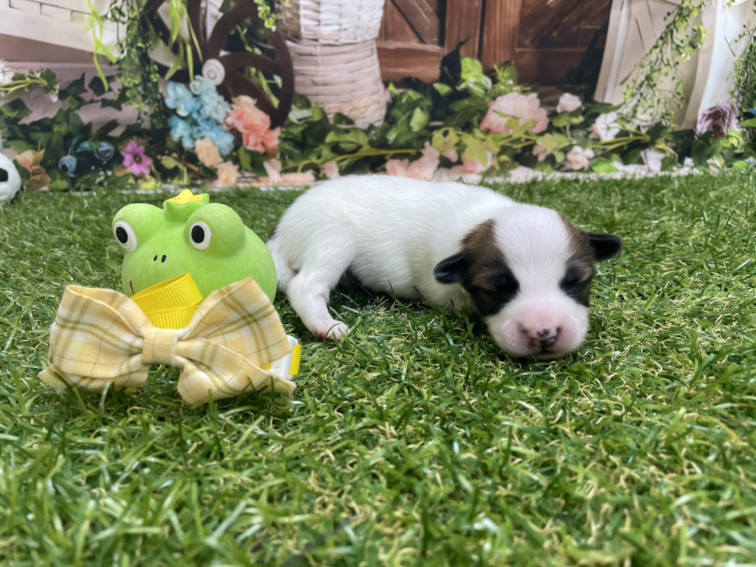 赤ちゃん写真1-2