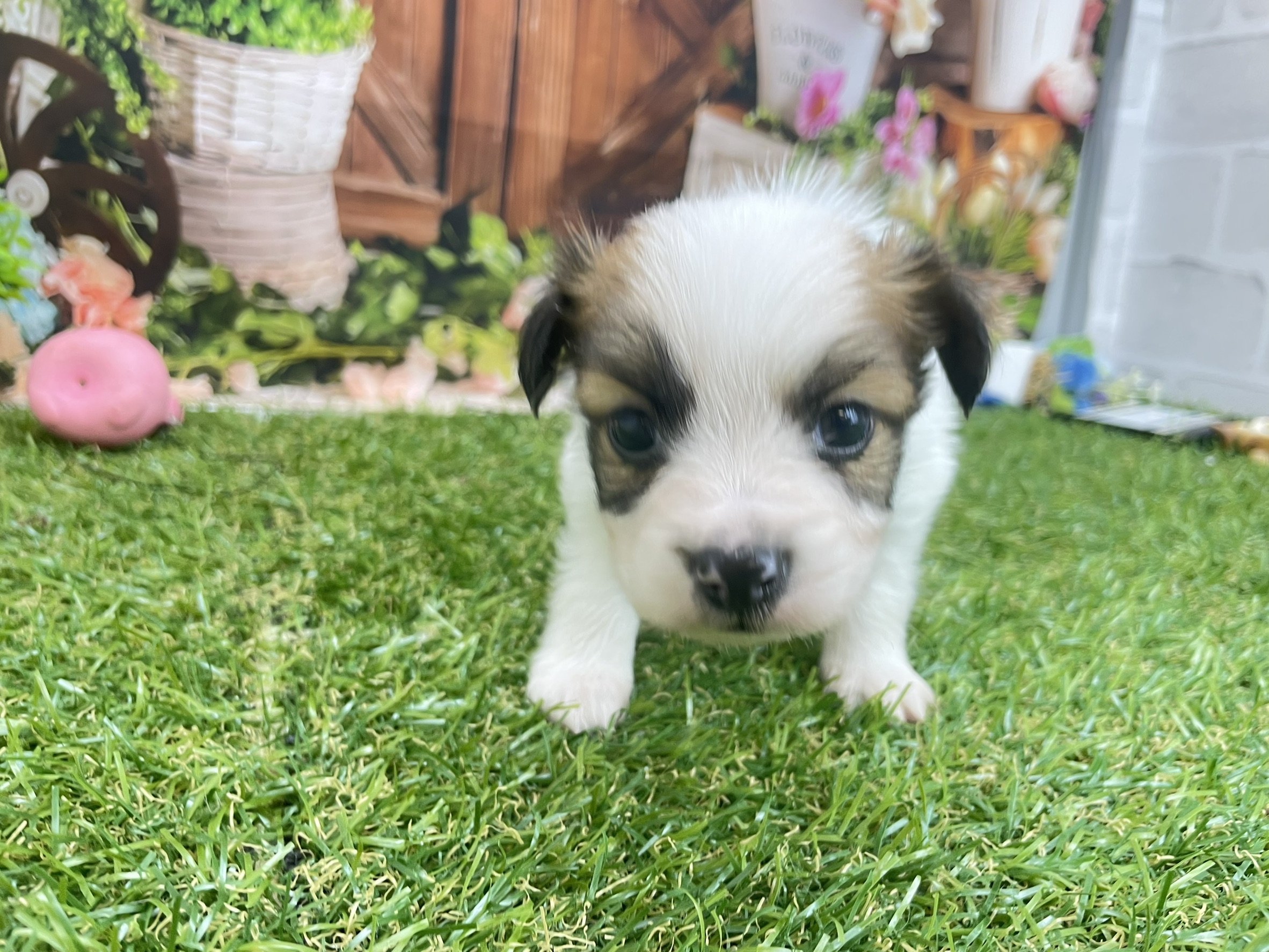 赤ちゃん写真2-1