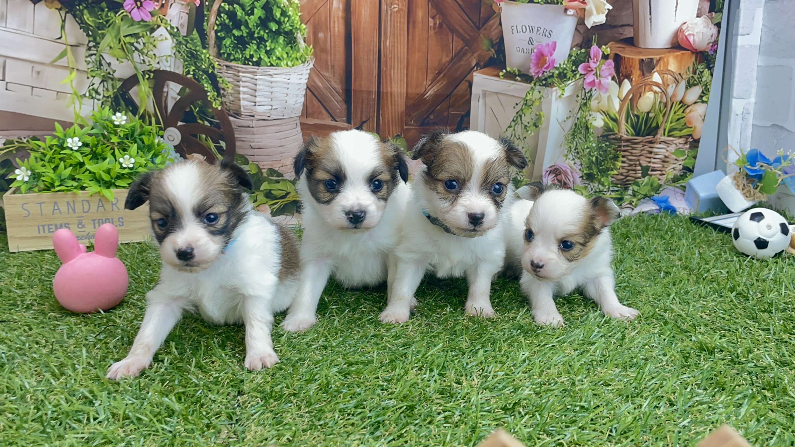 赤ちゃん写真2-3