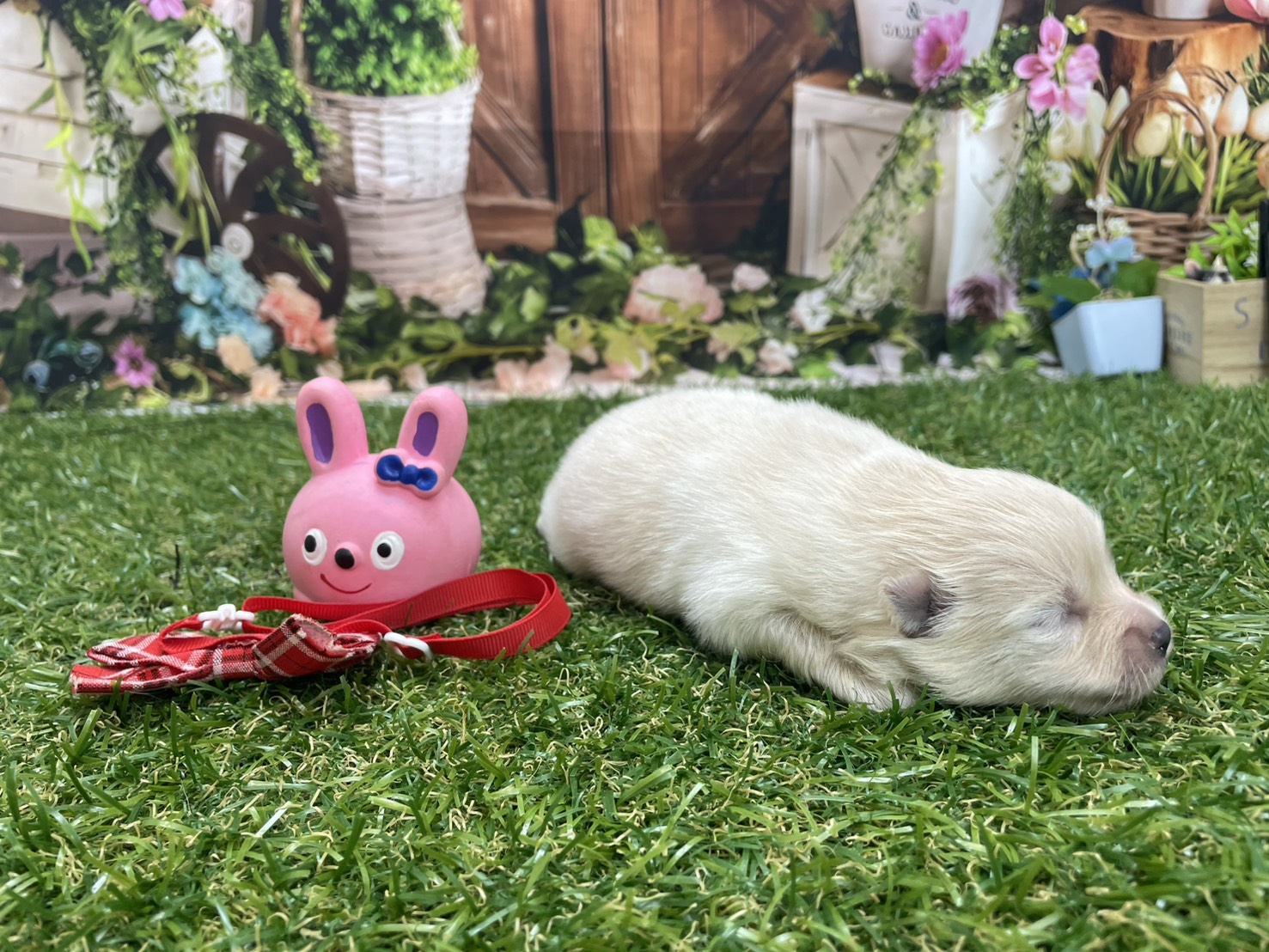 赤ちゃん写真1-2