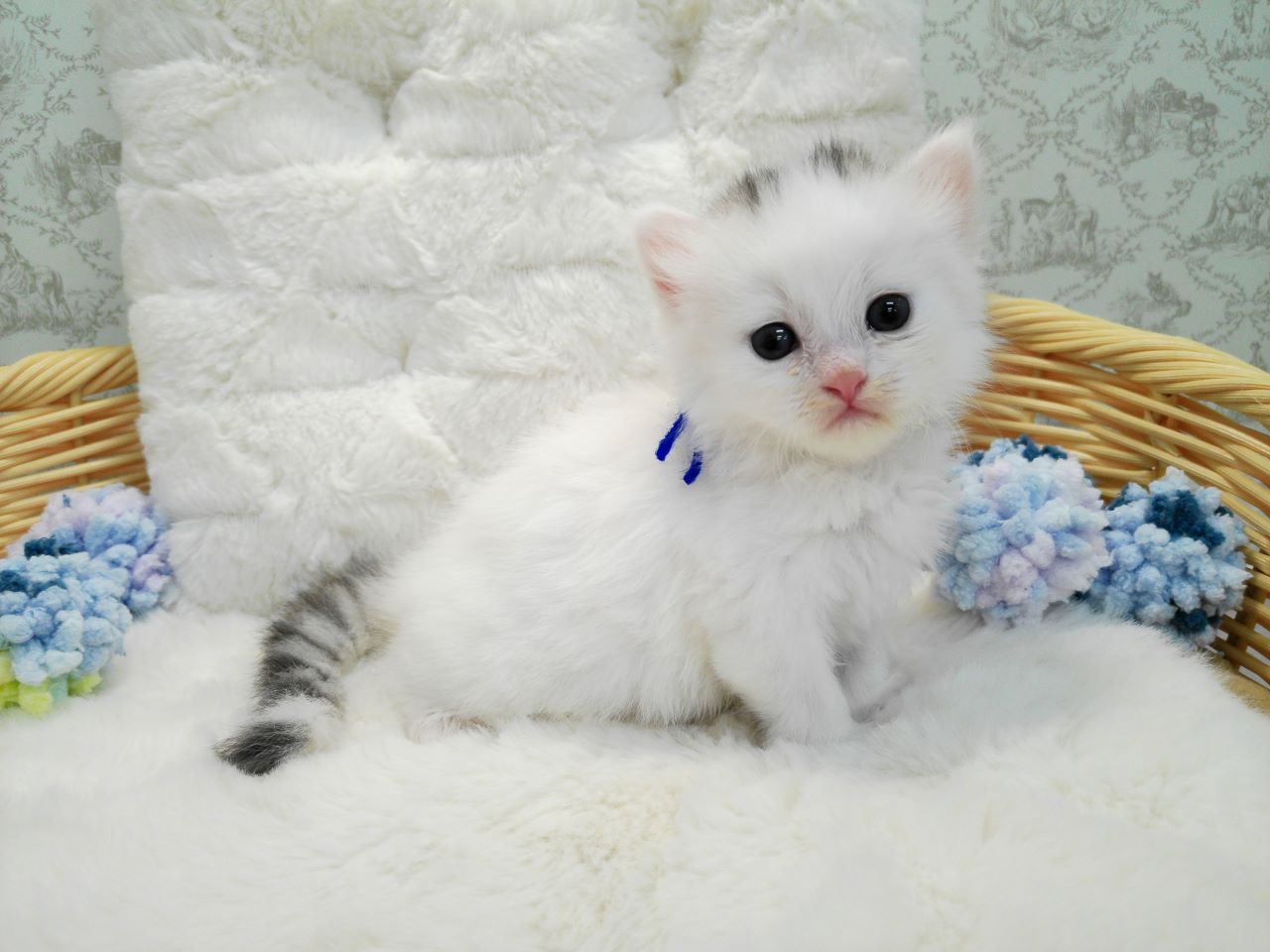 赤ちゃん写真1-2