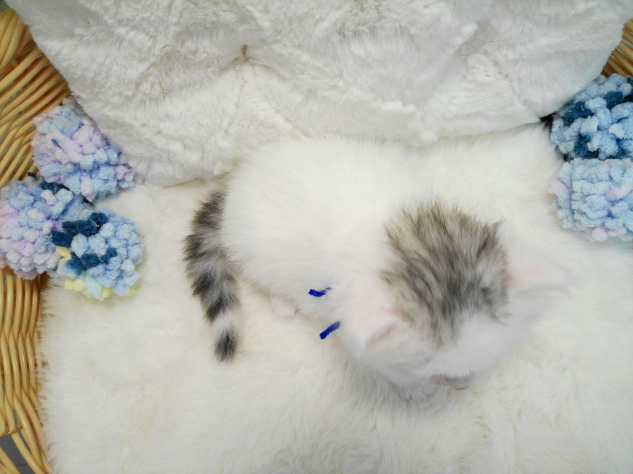 赤ちゃん写真1-3