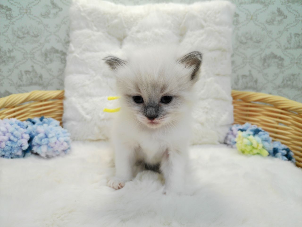 赤ちゃん写真1-1