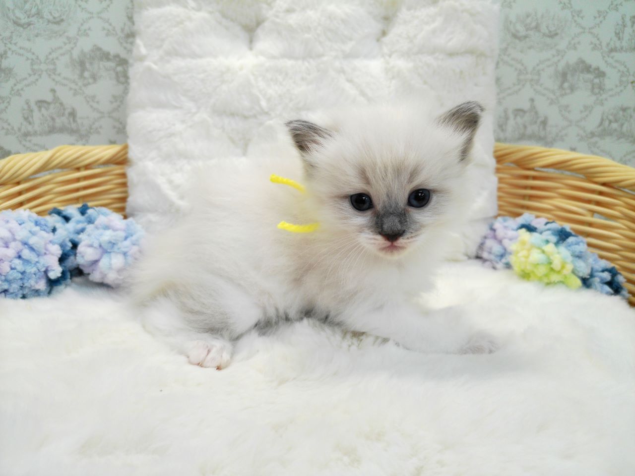 赤ちゃん写真1-2