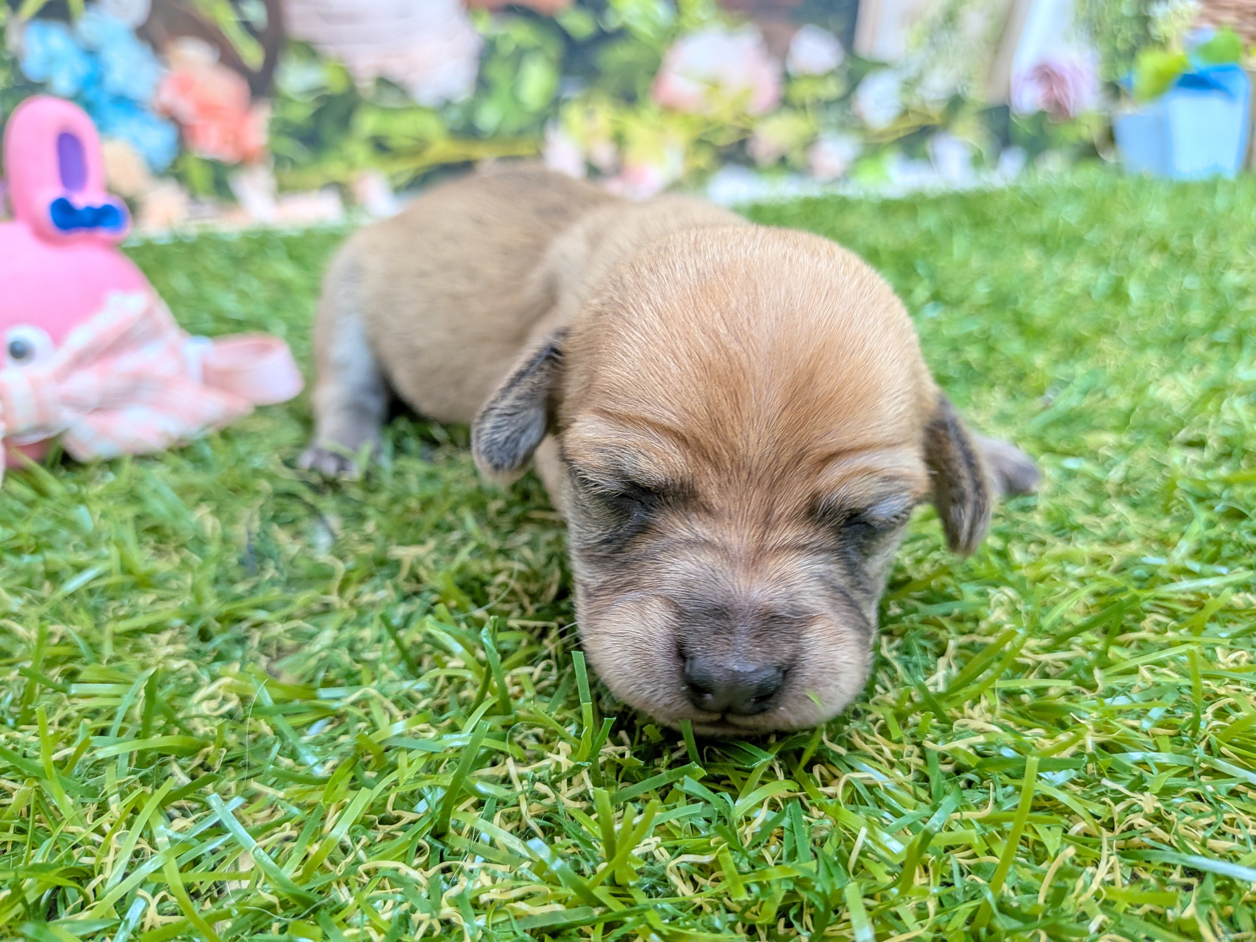 赤ちゃん写真1-1