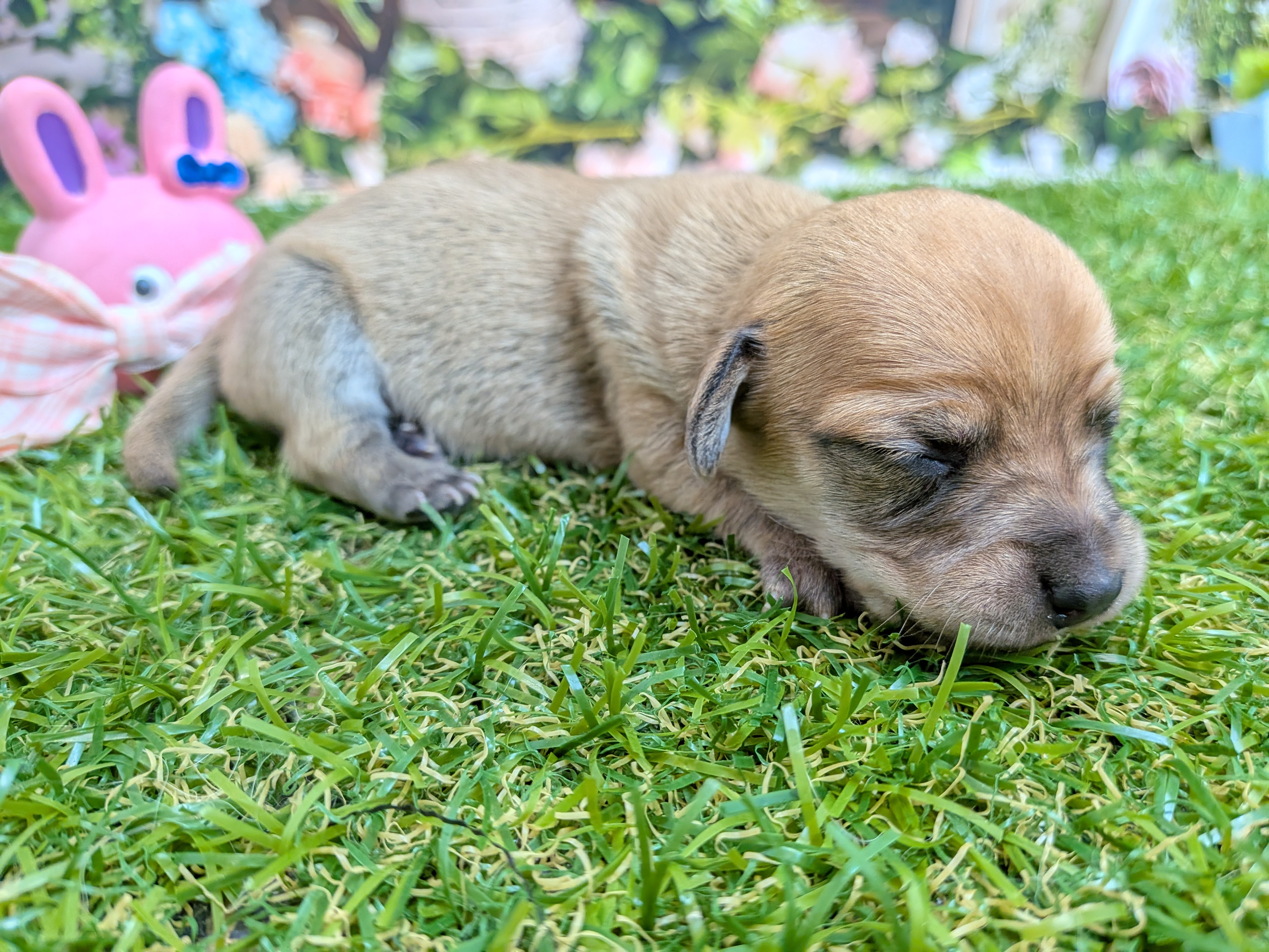 赤ちゃん写真1-2