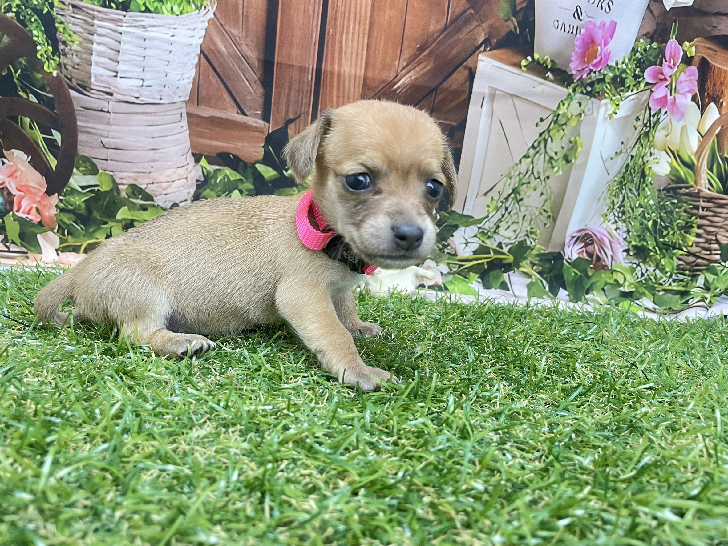 赤ちゃん写真2-2