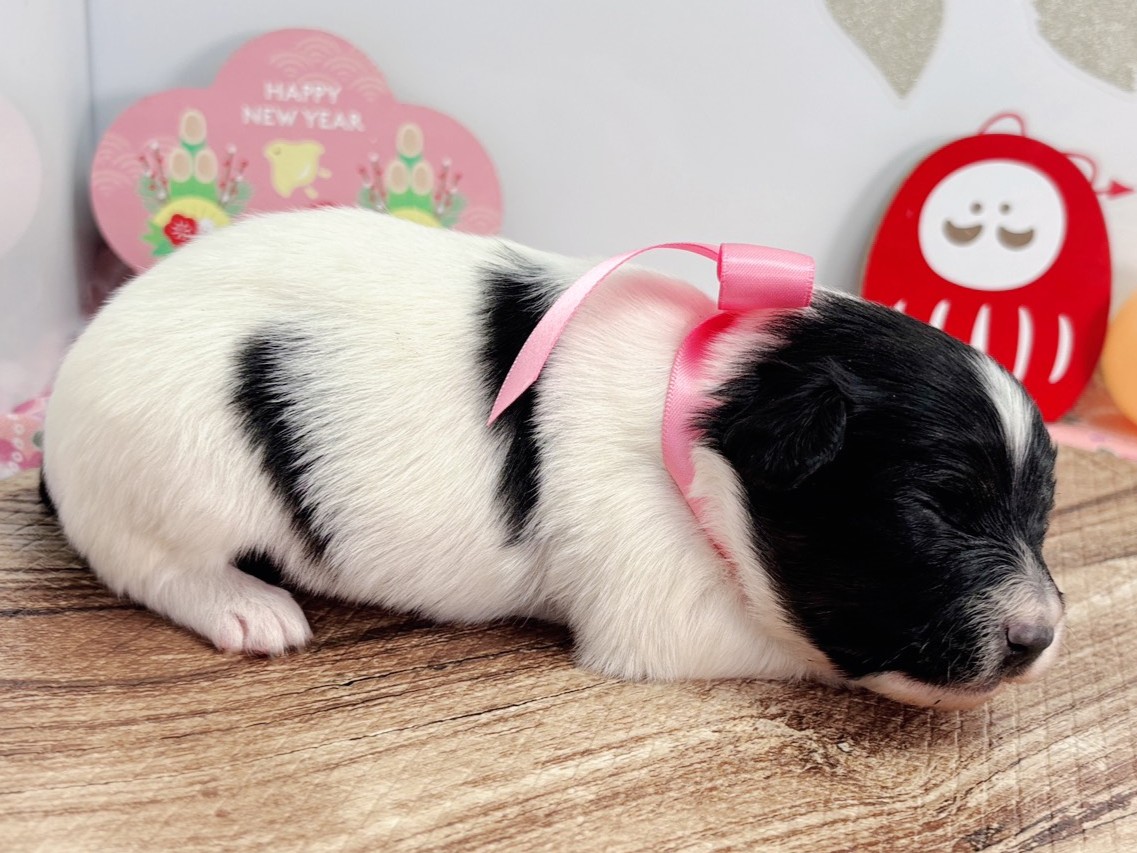 赤ちゃん写真1-2