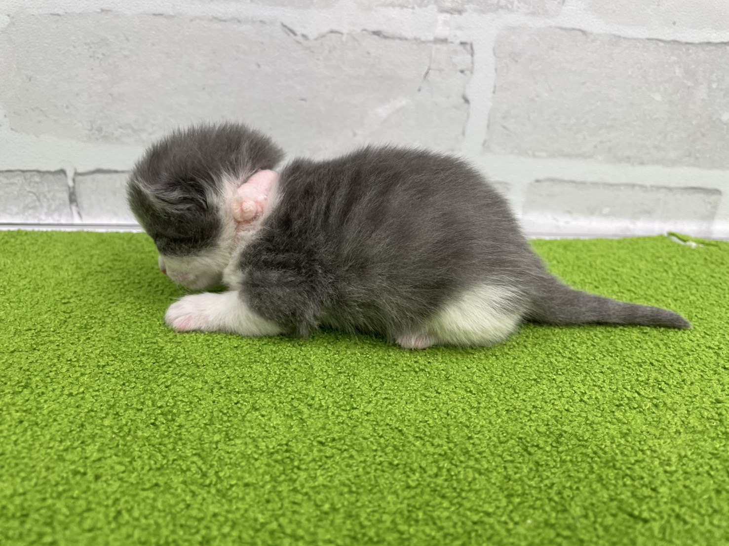赤ちゃん写真1-2