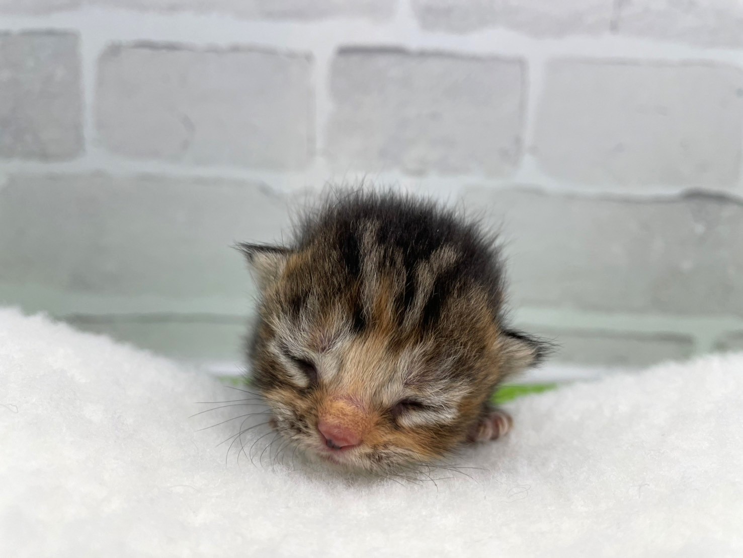 赤ちゃん写真1-1