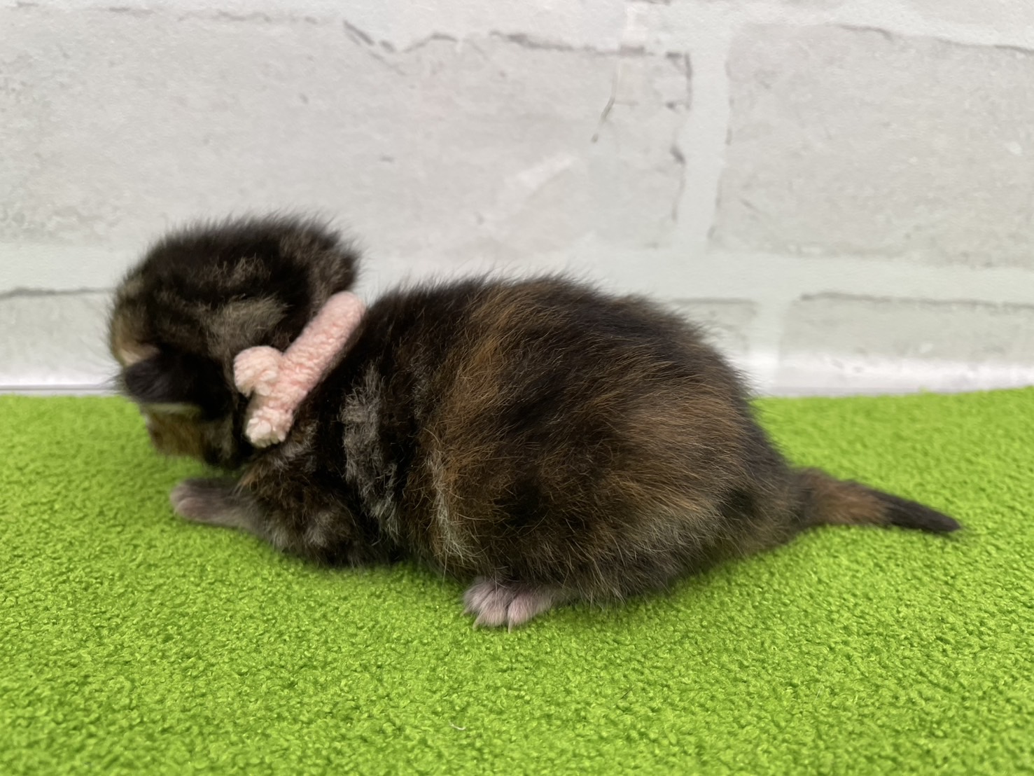 赤ちゃん写真1-2