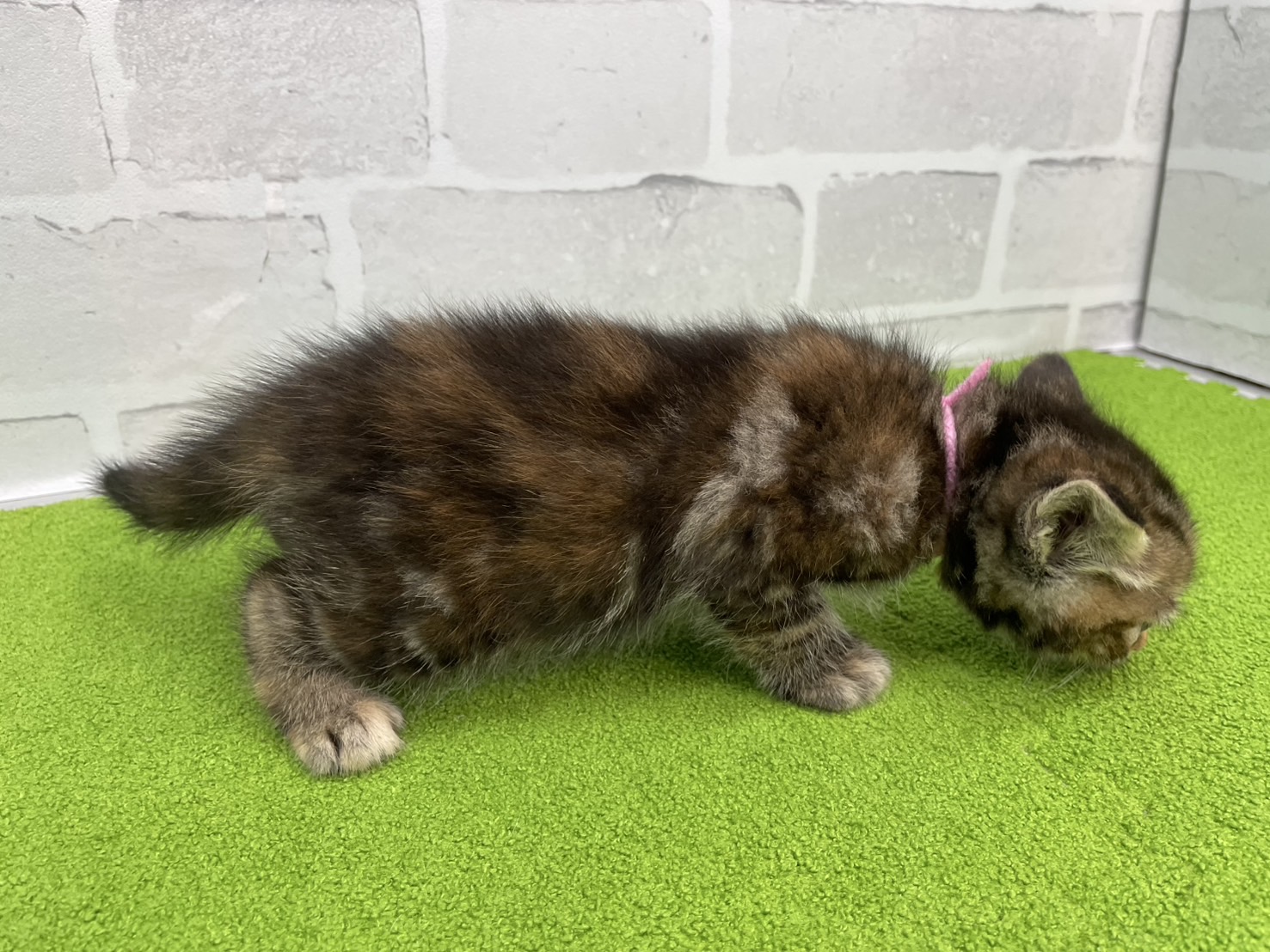 赤ちゃん写真2-2