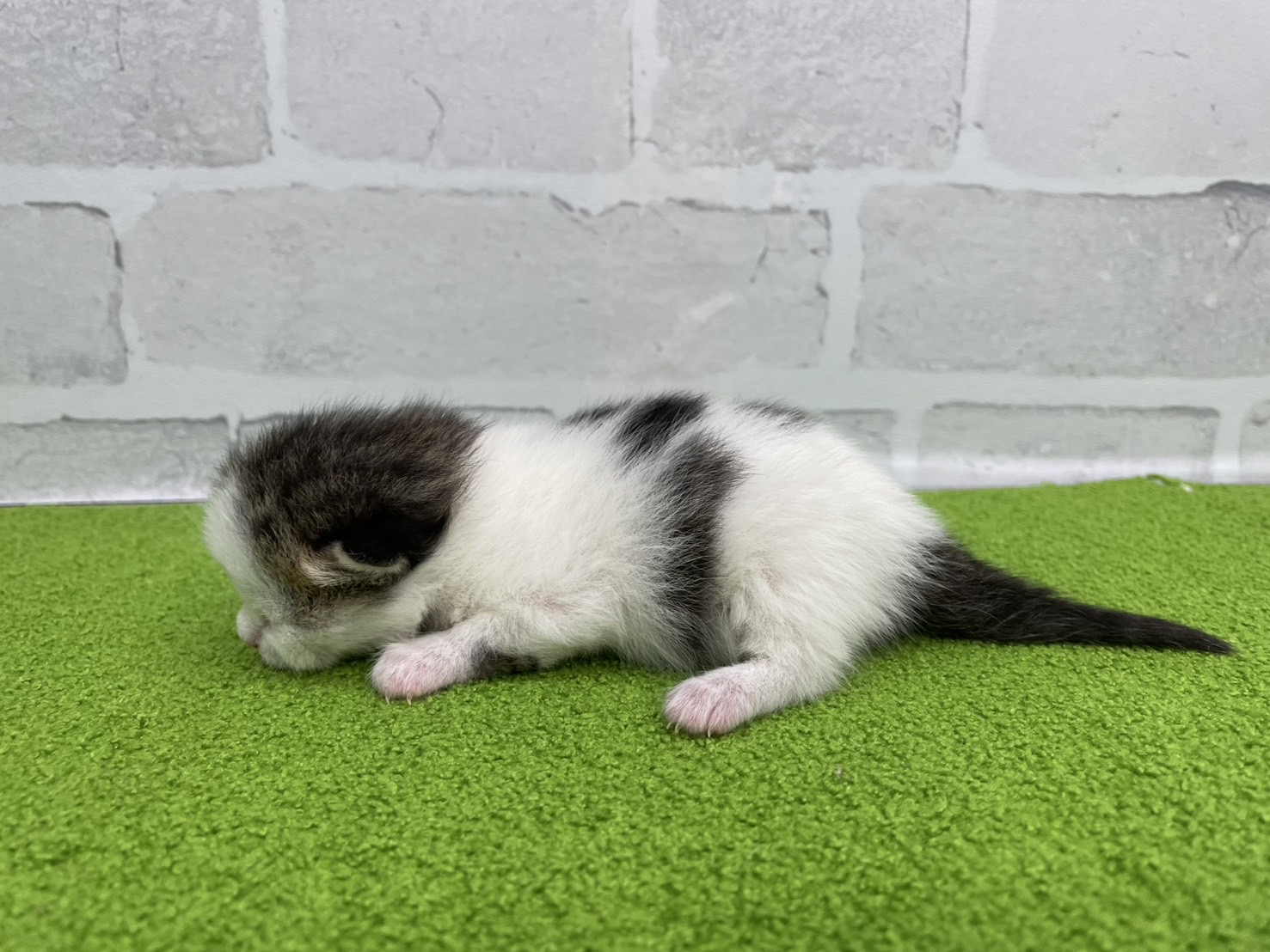 赤ちゃん写真1-2