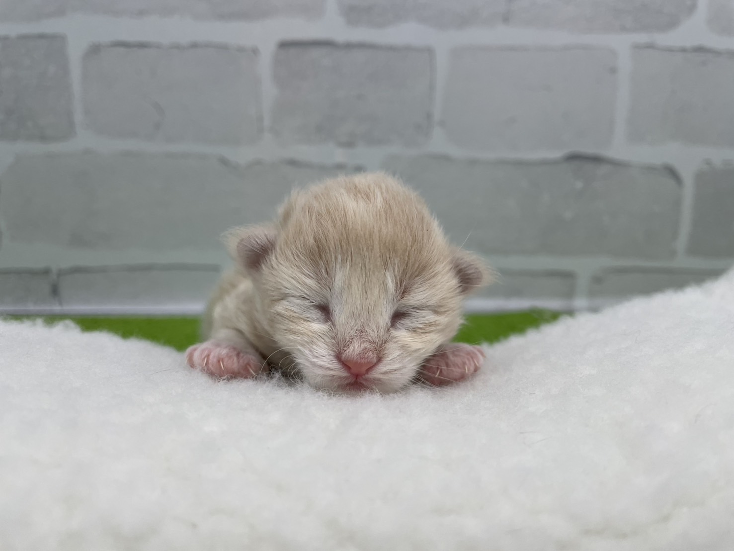 赤ちゃん写真1-1