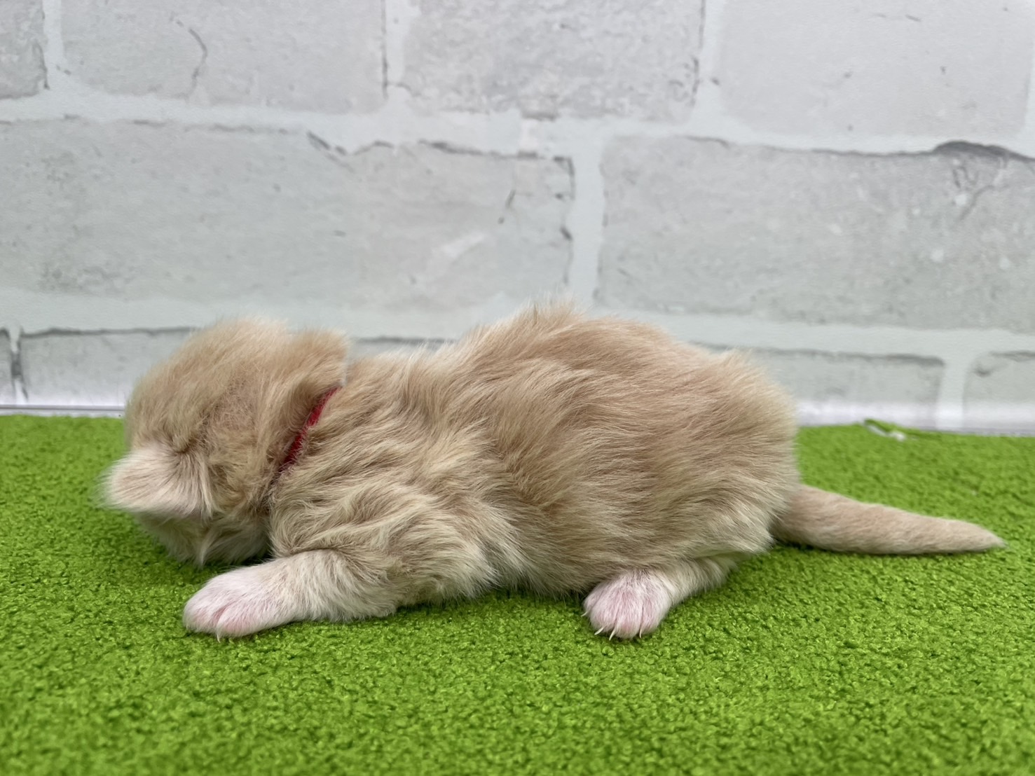 赤ちゃん写真1-2