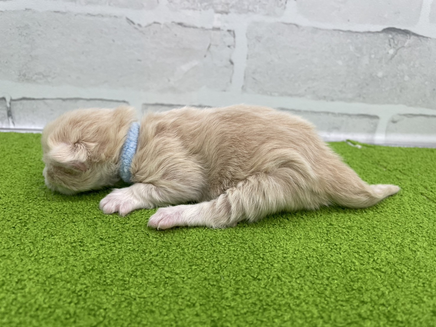 赤ちゃん写真1-2