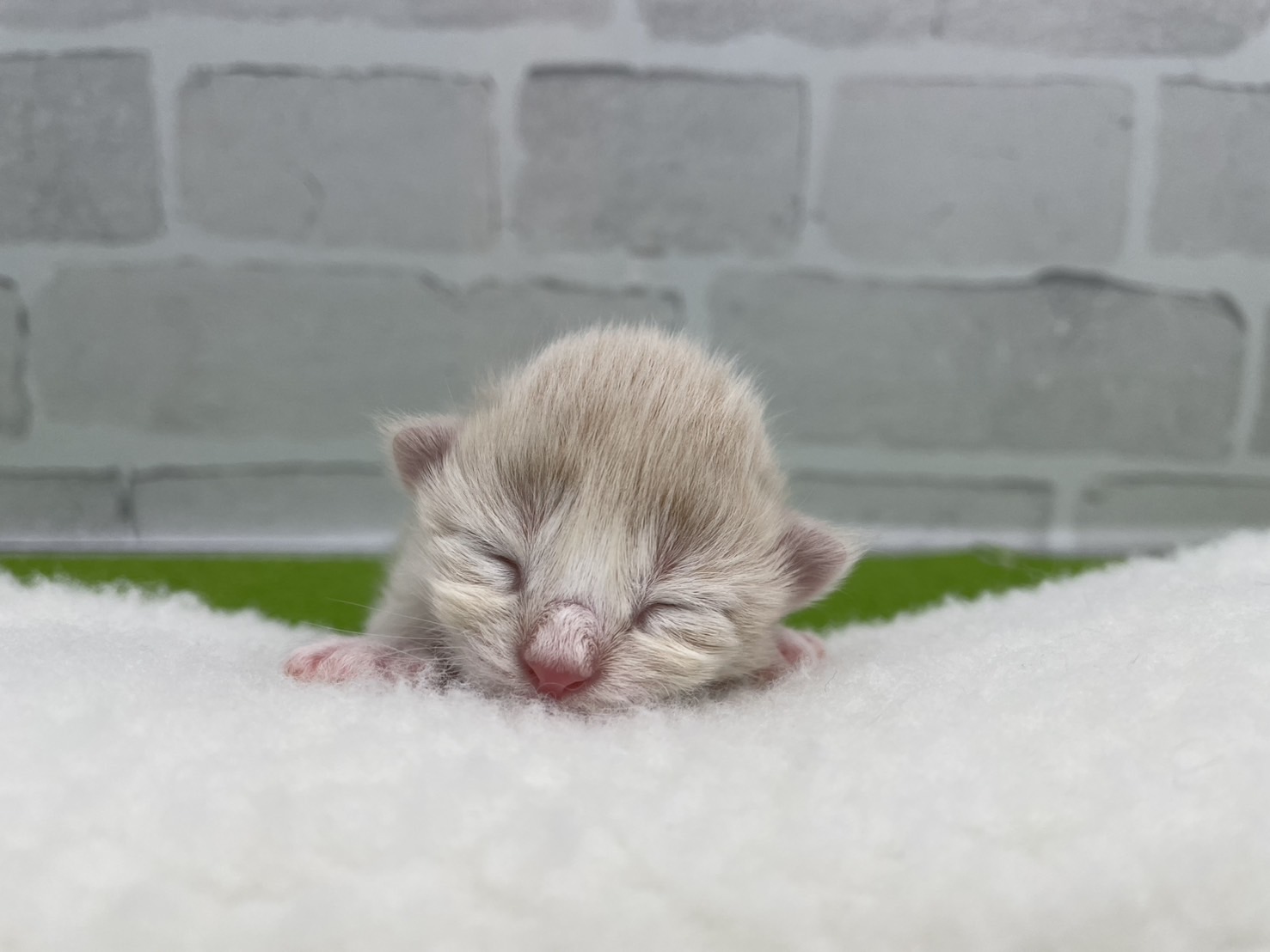 赤ちゃん写真1-1