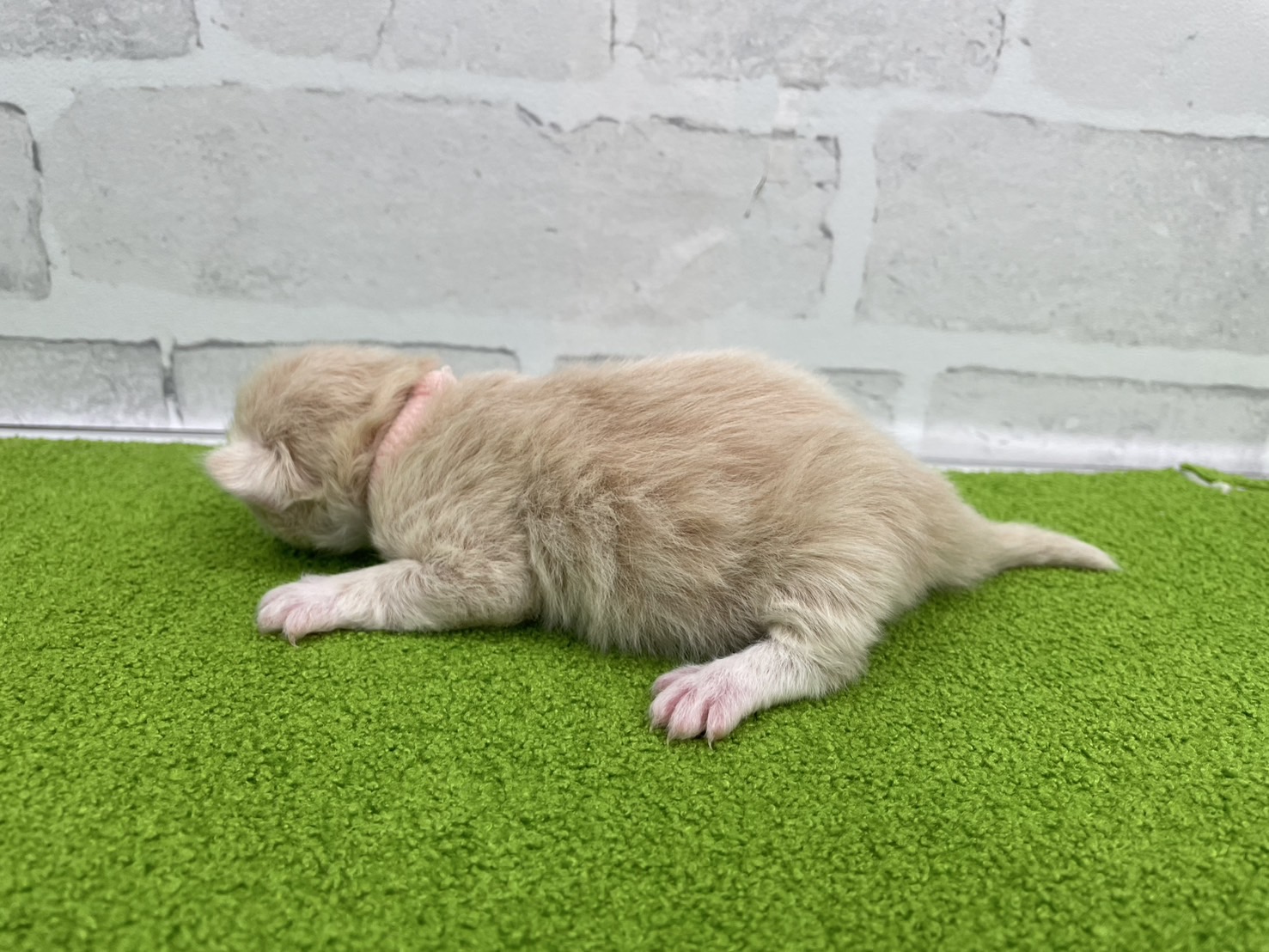 赤ちゃん写真1-2