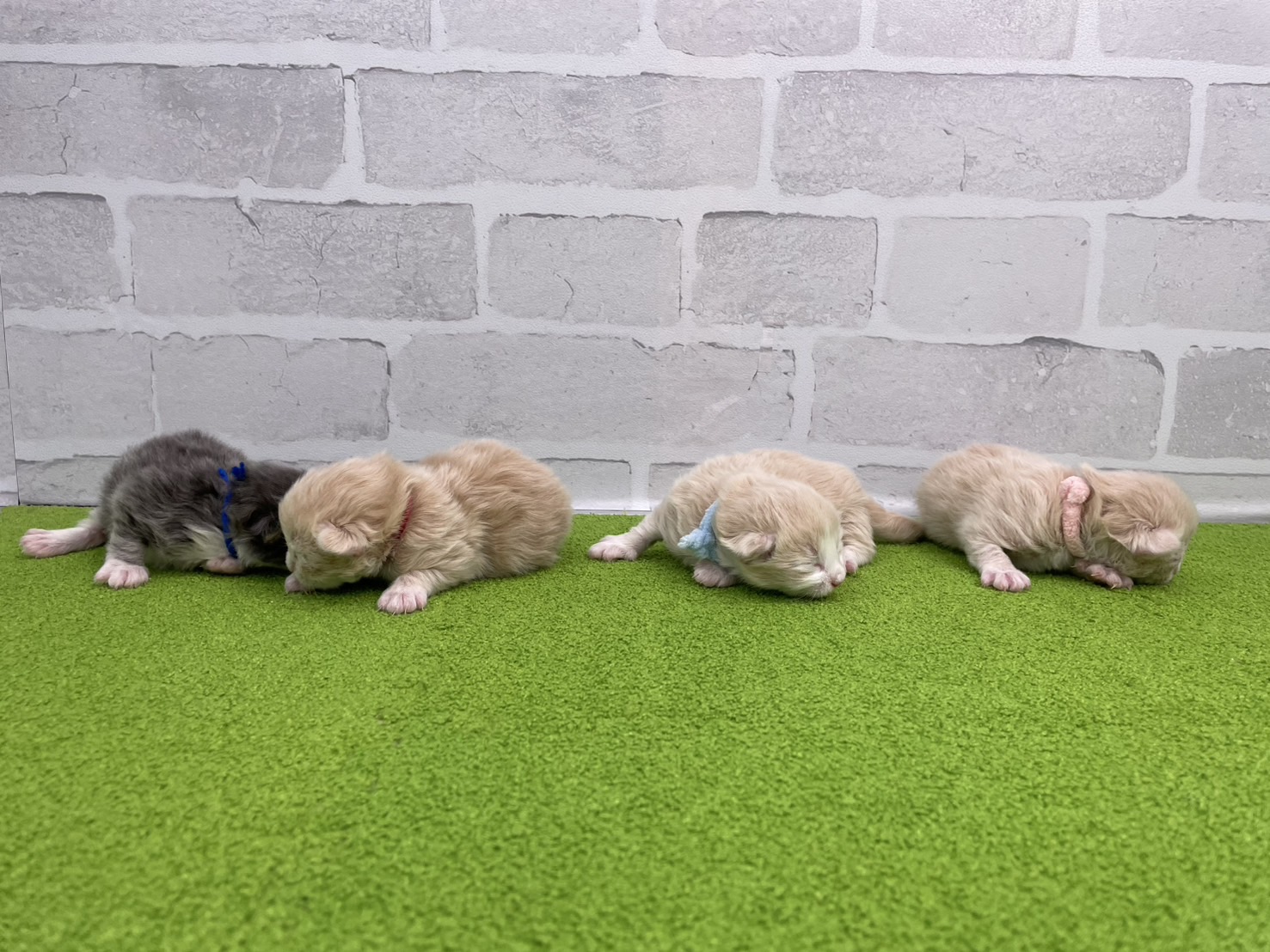 赤ちゃん写真1-3