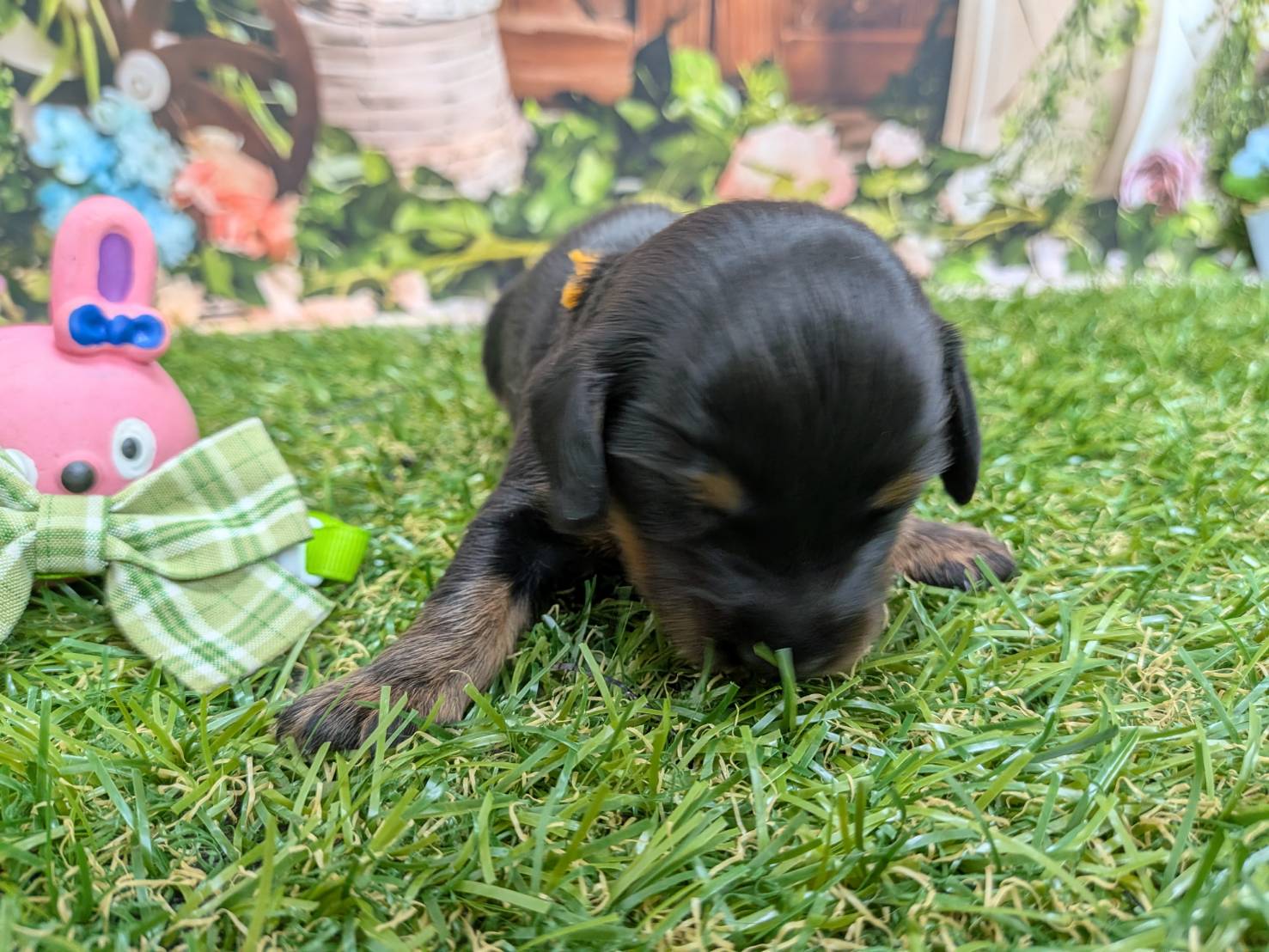 赤ちゃん写真1-1