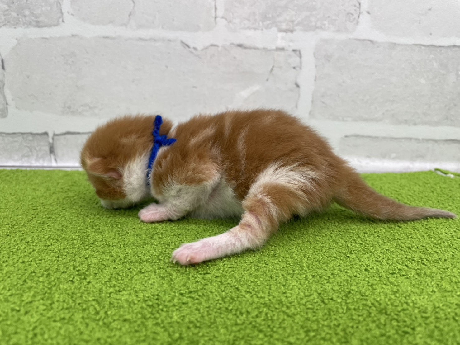 赤ちゃん写真1-2