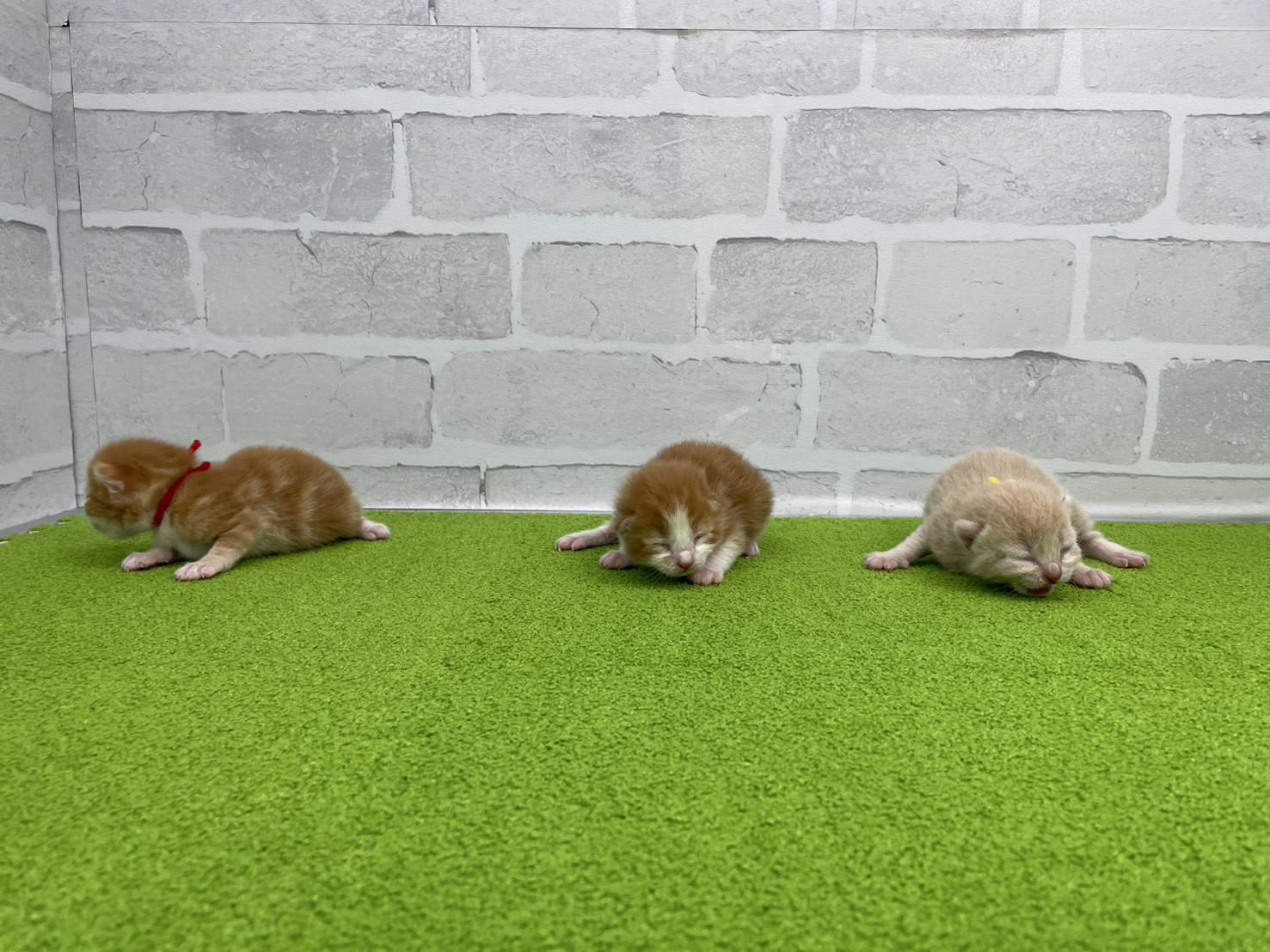 赤ちゃん写真1-3