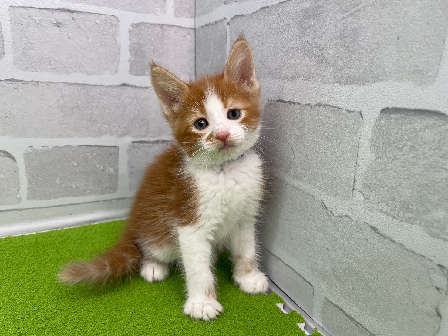 アメリカンカール