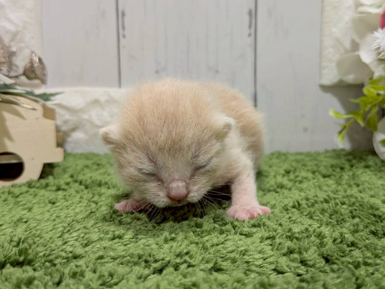赤ちゃん写真1-1