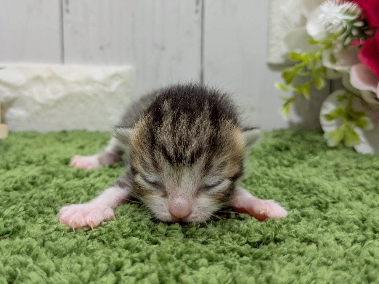 赤ちゃん写真1-1