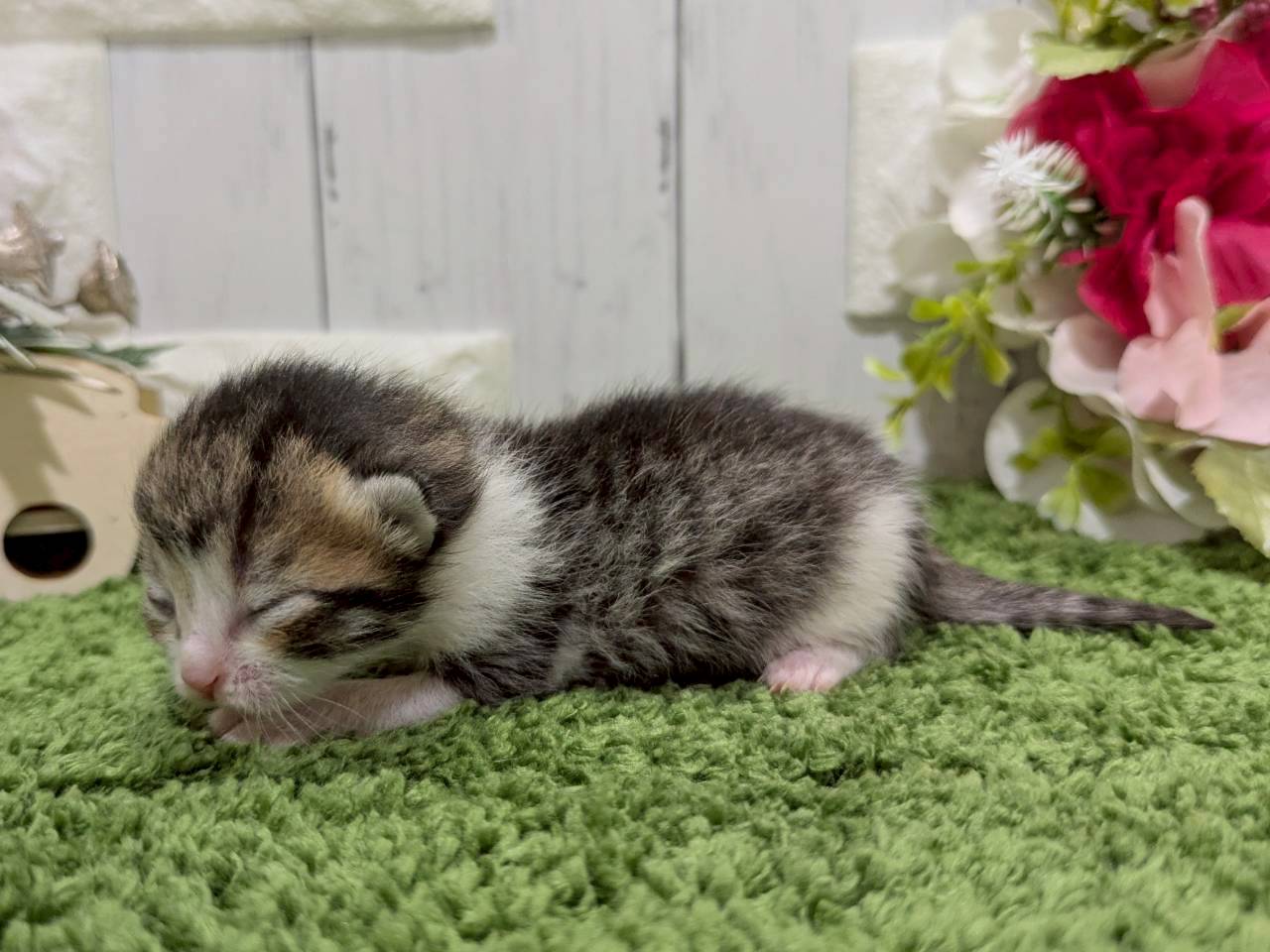 赤ちゃん写真1-2