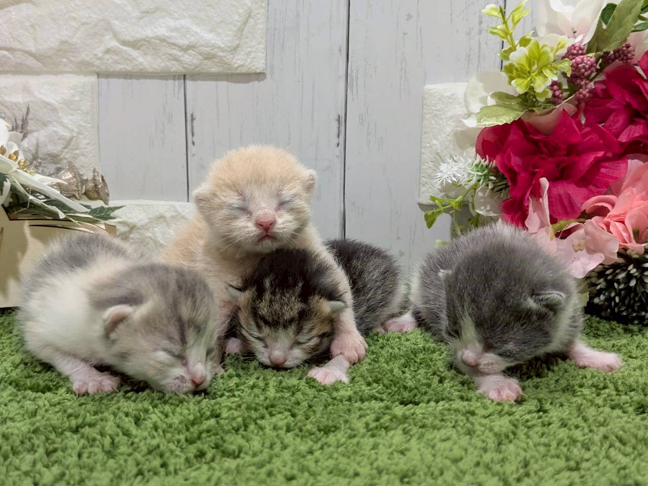 赤ちゃん写真1-3